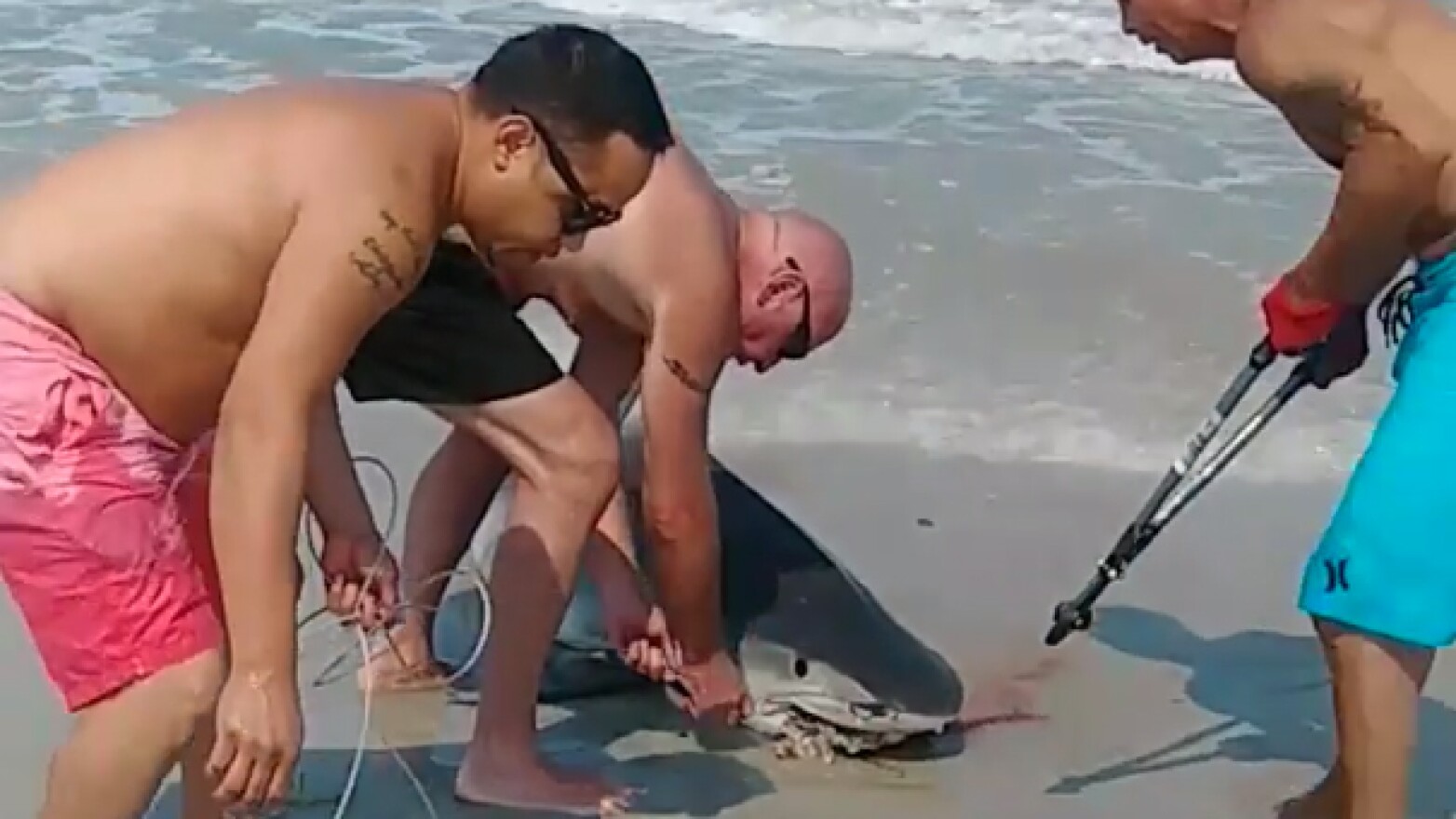 A tiger shark was caught and released on Ponte Vedra Beach Monday.